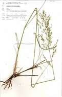 Sivun Eragrostis cylindriflora Hochst. kuva