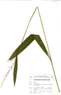 Image of bigleaf bristlegrass