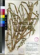 Image of cockspur grass