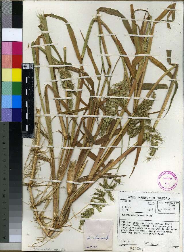 Image of cockspur grass