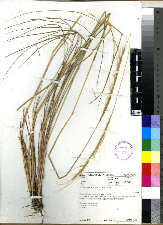 Image de Trachypogon