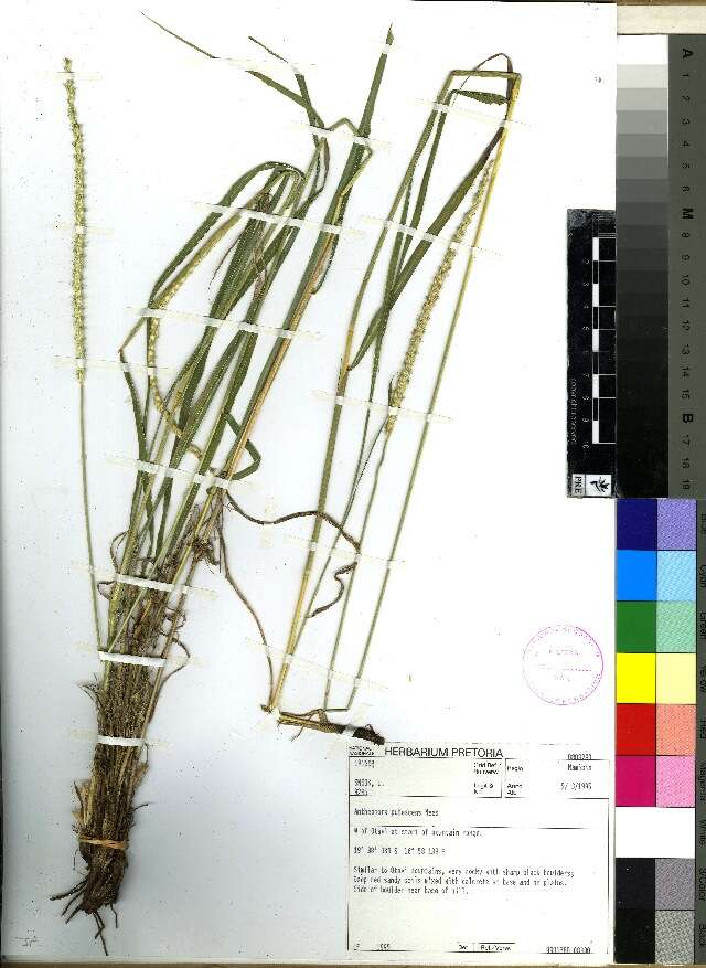 Image of oldfield grass