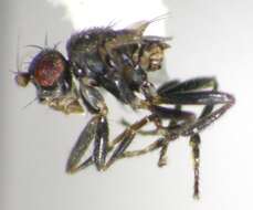 Aptilotus parvipennis (Spuler 1924) resmi