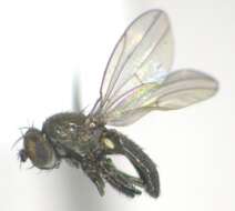 Image of Ditrichophora occidentalis Cresson 1942