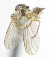 Image of Iteaphila testacea Melander 1946