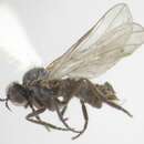 صورة Rhamphomyia acuta Bartak 2002