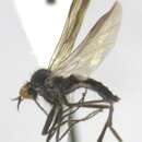 Imagem de Rhamphomyia atrata Coquillett 1900