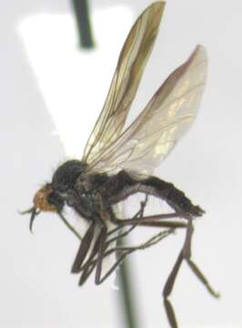 Imagem de Rhamphomyia atrata Coquillett 1900