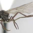 Image of Rhamphomyia rivalis Bartak 2002