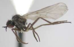 Image of Rhamphomyia rivalis Bartak 2002