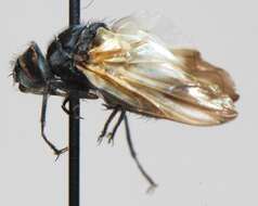 Image of Phasia aeneoventris (Williston 1886)