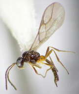 Image of Parasitoid wasp