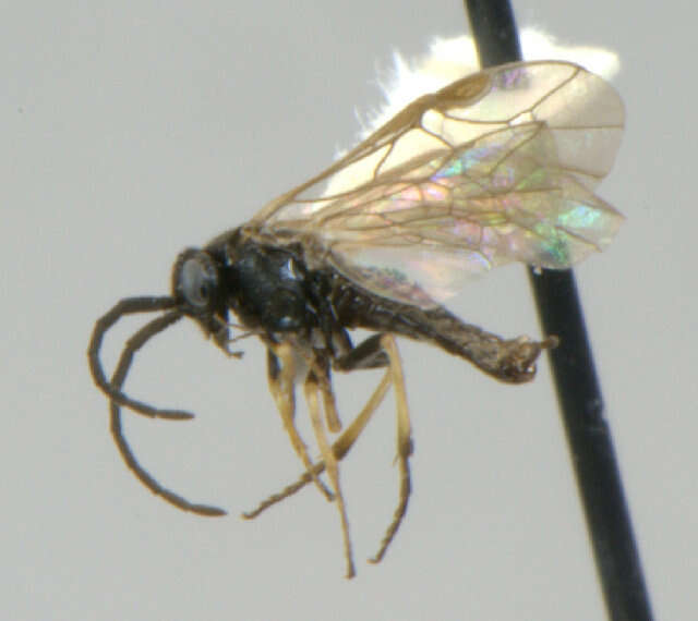 Image of <i>Pristiphora staudingeri</i>