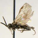 Image of <i>Empria ignota</i>