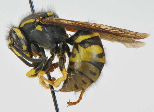 Image de Vespula austriaca (Panzer 1799)