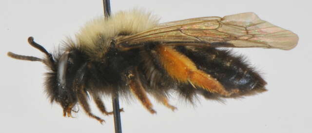 Image of Clark's Andrena