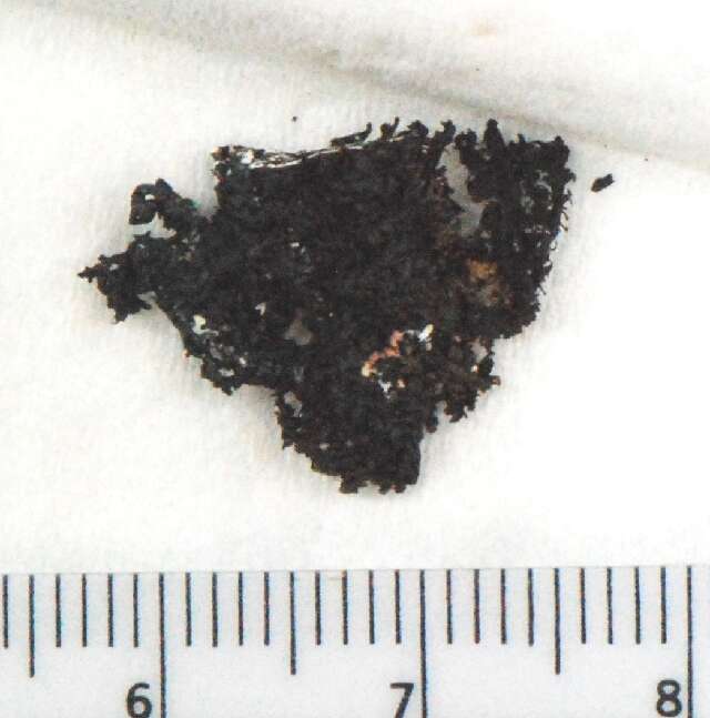 Image of melanelia lichen