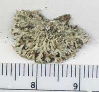 Image of shield lichen