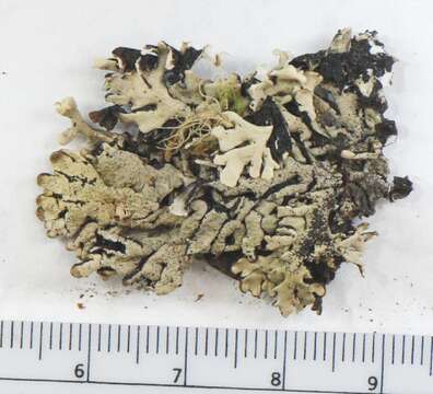 Image of tube lichen