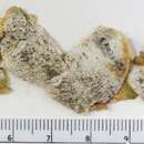 Image of lecania lichen