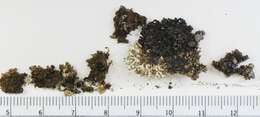 Image of melanelia lichen