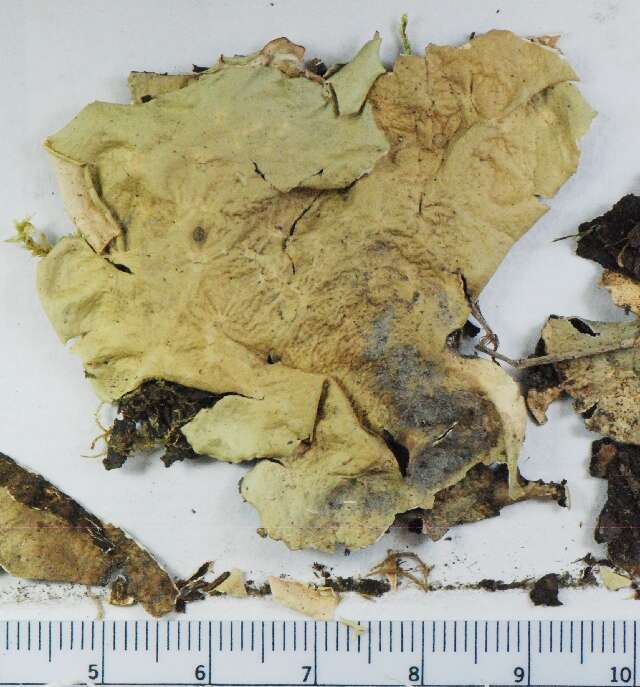 Image of arctic kidney lichen