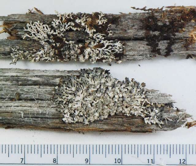 Image of bran lichen