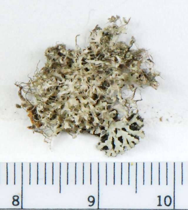 Image of Physcia adscendens