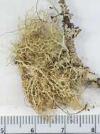 Image of Ramalina roesleri