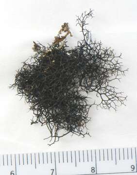 Image of blackcurly lichen