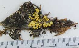 Image of Gilded Sunshine Lichen