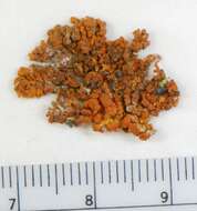 Image of elegant orange wall lichen