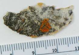 Image of elegant orange wall lichen