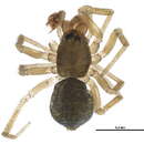 Image of Mermessus augustalis (Crosby & Bishop 1933)