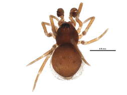 Ceraticelus minutus (Emerton 1882) resmi