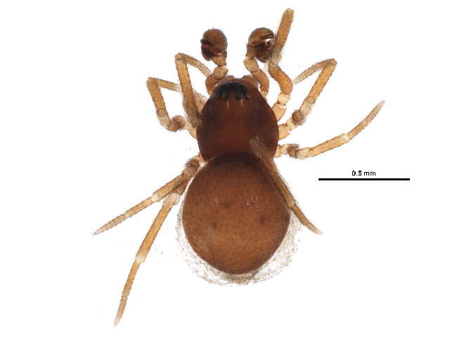 Ceraticelus minutus (Emerton 1882) resmi