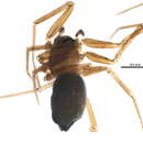 Image of Agyneta angulata (Emerton 1882)