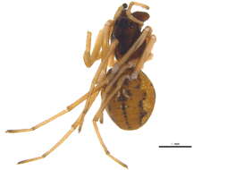 Image of Pachygnatha xanthostoma C. L. Koch 1845