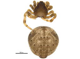 صورة Phoroncidia americana (Emerton 1882)