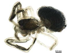 Image of Dipoena nigra (Emerton 1882)