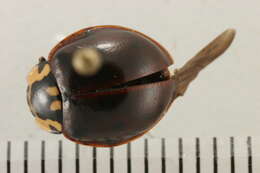 Image of Fifteen-spotted Lady Beetle