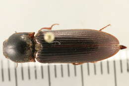 Image of <i>Sylvanelater cylindriformis</i>