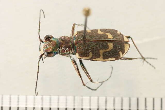 Imagem de Cicindela (Cicindela) repanda repanda Dejean 1825