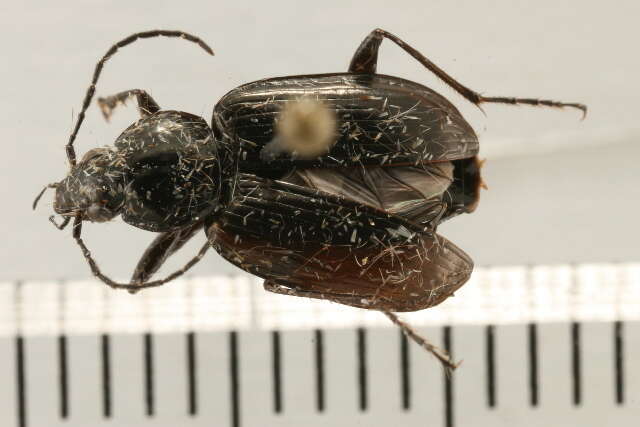 Image of Agonum (Olisares) harrisii Le Conte 1846