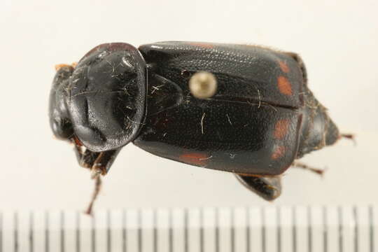 Image of Nicrophorus (Nicrophorus) pustulatus (Herschel 1807)