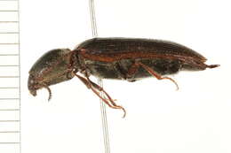 Image of <i>Sylvanelater cylindriformis</i>