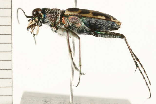 Imagem de Cicindela (Cicindela) repanda repanda Dejean 1825