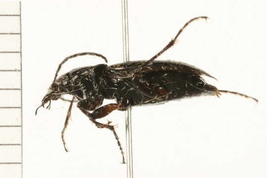 Image of Agonum (Olisares) harrisii Le Conte 1846