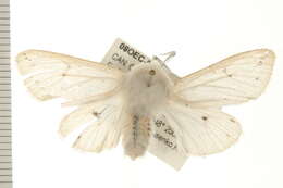 Image of Spilosoma dubia Walker 1855