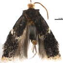 Image of Ectoedemia similella (Braun 1917) Wilkinson et al. 1981